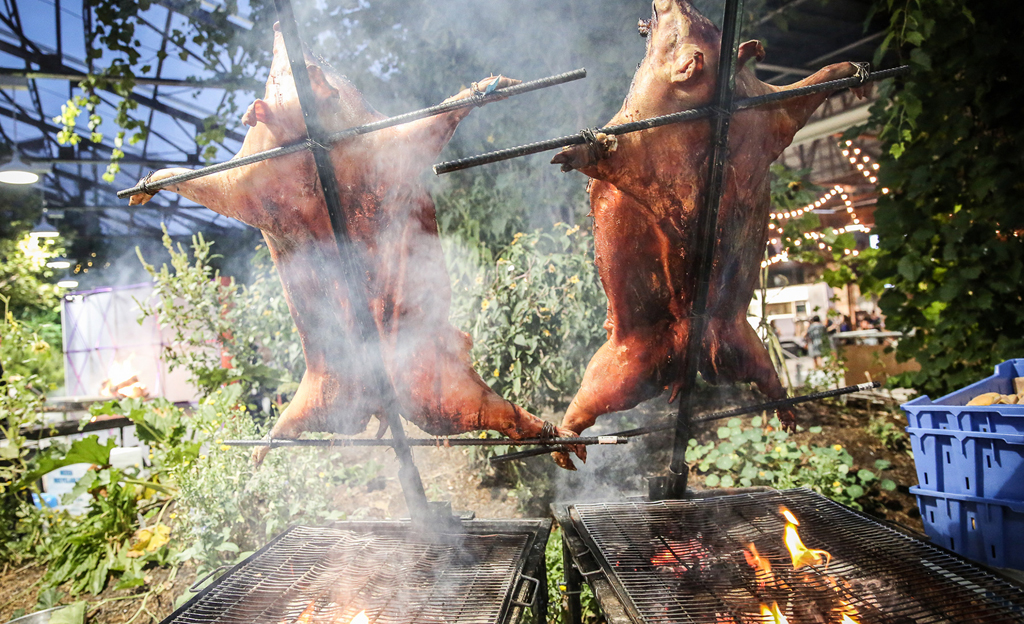 pigs roasting over fire